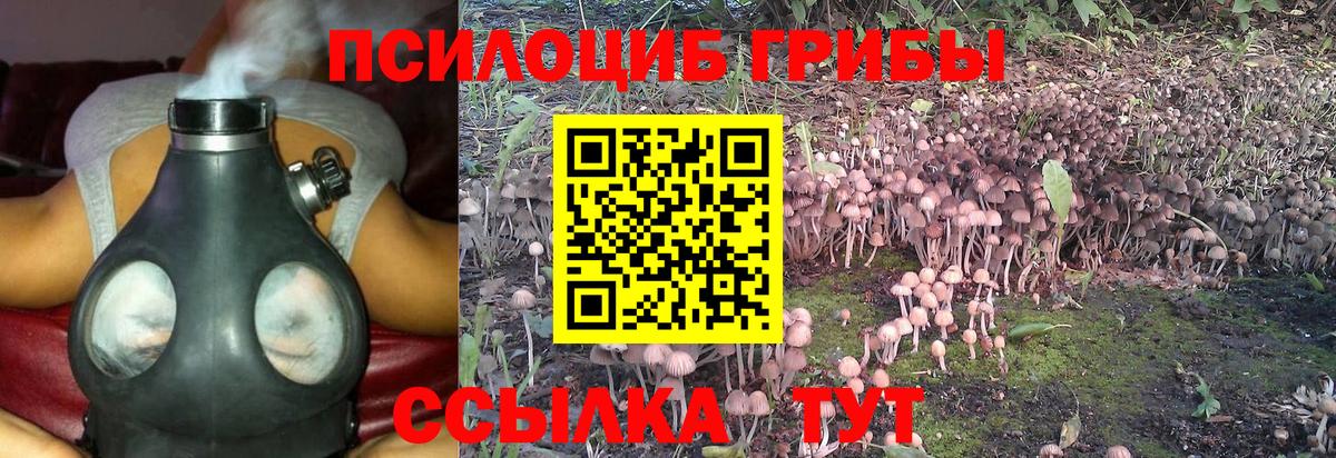 где купить наркоту  Галлюциногенные грибы Psilocybe  Вход с VPN  Вязьма  Псилоцибиновые грибы прущие грибы 